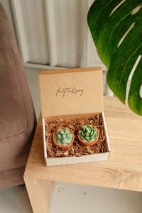 Bundle Boxes: Mini Potted Succulents - Bundle of 2