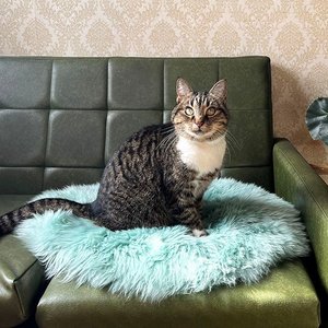 Cat Houses Beds: Cat Bed - NZ Sheepskin - Mint Green