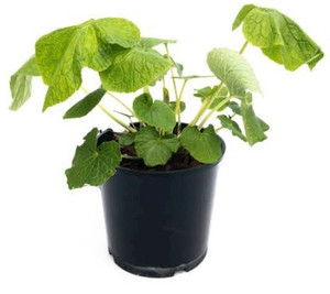 Products: Wasabi in 1.9L pot Far North Tropicals