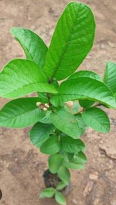 Products: Thai pink guava plant 30cm+ high in 2L pot Far North Tropicals