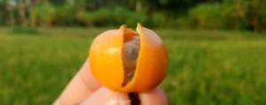 Products: GREEN fruited Semi carnivorous Passionfruit ready Dec 1st 204 Far North Tropicals
