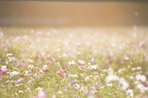 Products: Your dream plant, grown specifically for you. Call us to discuss Far North Tropicals