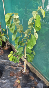 Products: Cherimoya 50 - 100CM TALL , new season leaves in November Far North Tropicals