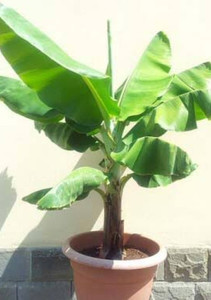 Products: Dwarf Cavendish Banana Far North Tropicals