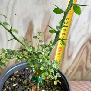 Products: Grafted Finger lime available Feb 20th 2023 Far North Tropicals