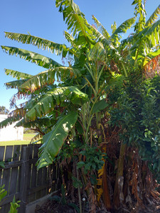 Products: Misi luki Banana palms 50cm 1 m tall (cut shorter if couriered) Far North Tropicals