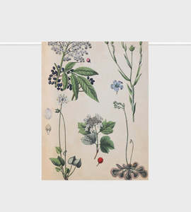 New In Home: Lettuce | Tea Towel | Field Botany