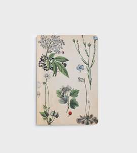Lettuce | Notebook | Field Botany