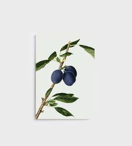 Lettuce | Notebook | Plums