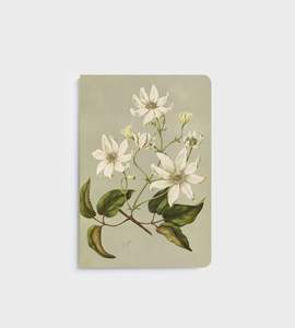 Lettuce | Notebook | Clematis Indivisa
