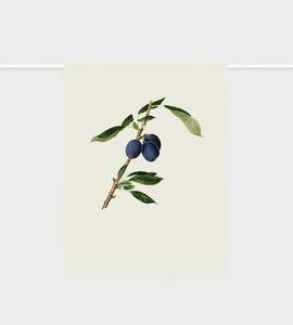 Lettuce: Tea Towel | Plums