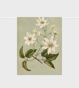 Lettuce: Tea Towel | Clematis indivisa