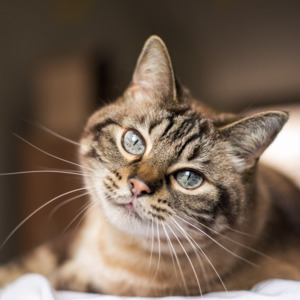 Dog: Pet Cover - Feline Favourites Bundle