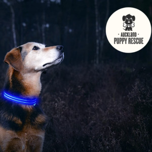 1kg Food Donation + Free LED Collar