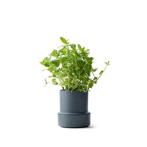 Crushgrind Billund Self Watering Pot Blueberry