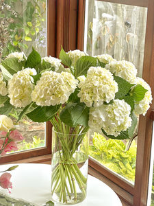 Products: Hydrangea - Fei's Blossom