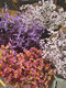 Limonium - VAR - Fei's Blossom