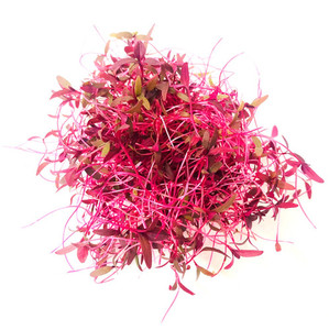 Amaranth Micro Fernside Microfarm