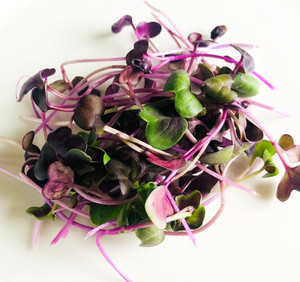 Radish Micro Fernside Microfarm