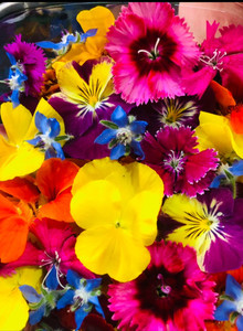 Edible Flowers - 30+ fresh blooms Fernside Microfarm