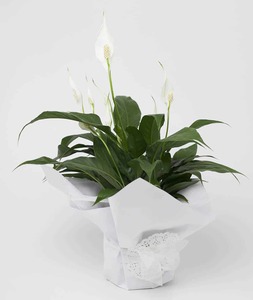 Houseplant-Peace Lily