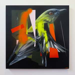 Chimp: Chimp - No Connection