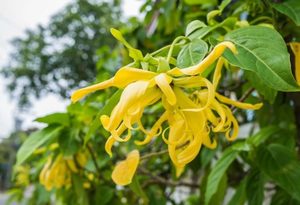 Products: Ylang Ylang I Essential Oil