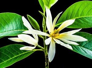 Products: Red Champaka Absolute
