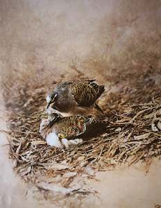 Print: "Bronze Winged Pigeons" - Raymond Ching