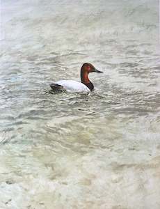 Print: "Canvasback Duck" - Raymond Ching