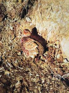 Raymond Ching: "Grey Partridge" - Raymond Ching