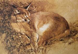 Raymond Ching: "Lynx" - Raymond Ching