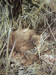 "Kiwi & Chick" - Raymond Ching