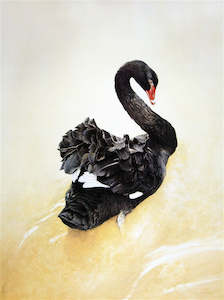 Raymond Ching: "Black Swan" - Raymond Ching