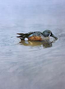 Raymond Ching: "Shoveler Duck" - Raymond Ching