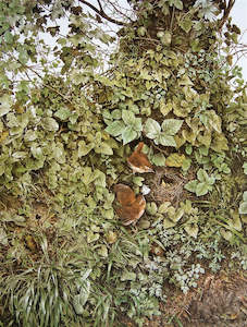 "Summer Wrens" - Raymond Ching