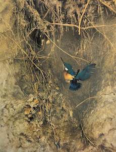 "Kingfisher" - Raymond Ching