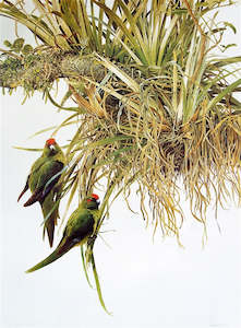 Raymond Ching: "Red Crowned Parakeets" - Raymond Ching