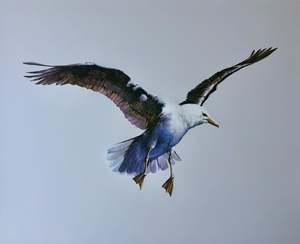 Bruce Harvey: "Seagull" - Bruce Harvey