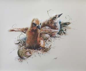 Bruce Harvey: "Tern Chicks" - Bruce Harvey
