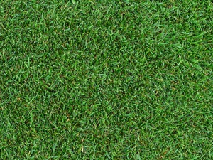 Products: Tall Fescue