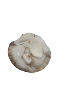 Shells: A white Scallop Shell
