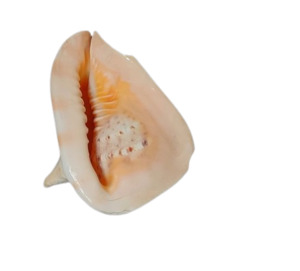 Shells: Cassis Cornuta Shell