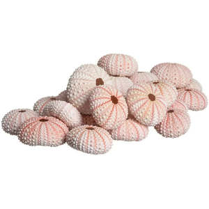 Shells: Pink Sea Urchins