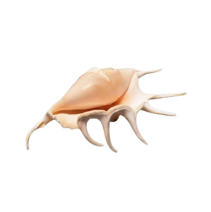 Shells: Lambis Lambis Shell