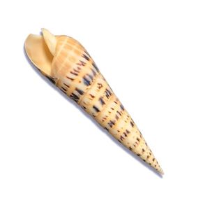 Terebera Maculata Shell