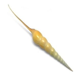 Shells: Tibia Fusus Shell