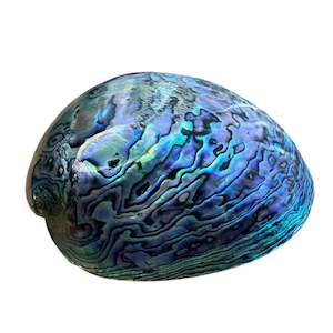 Shells: Paua Shell Fully Polished Trophy Specimen