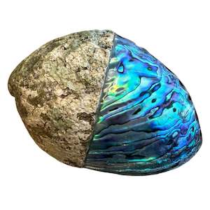 Paua Shell Half Polished Medium