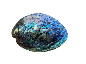 Paua Shell Fully Polished Small